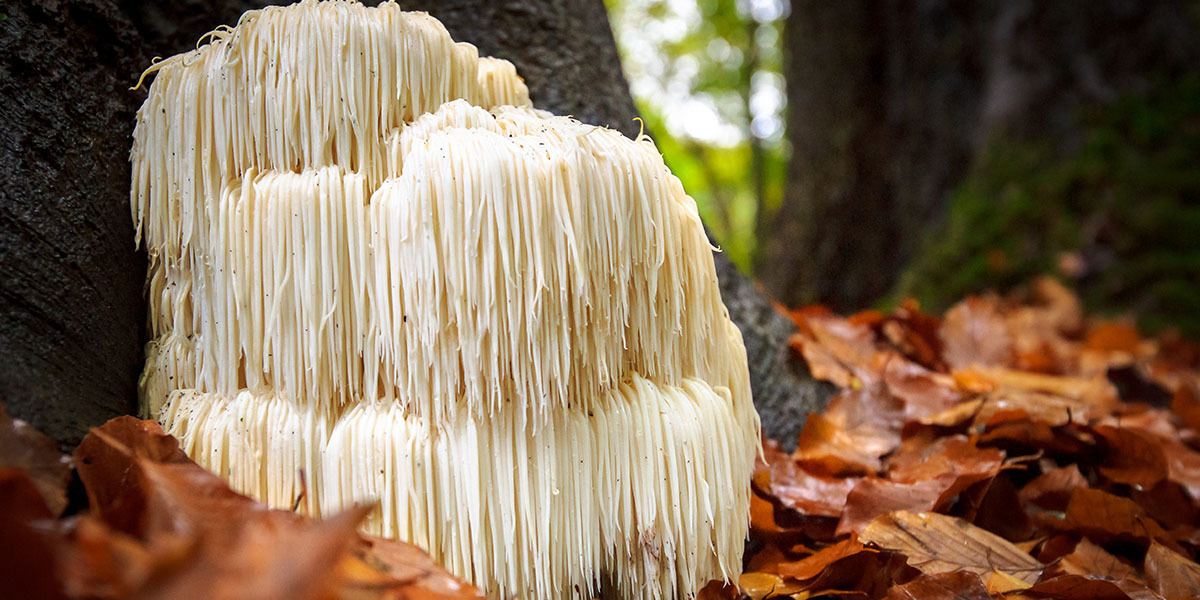 Hericium erinaceum