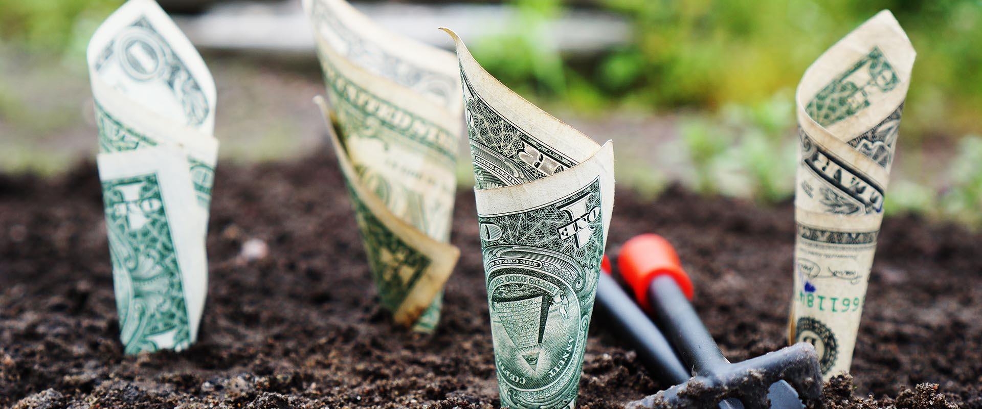 Microgreens Business: How To Grow Microgreens For Profit