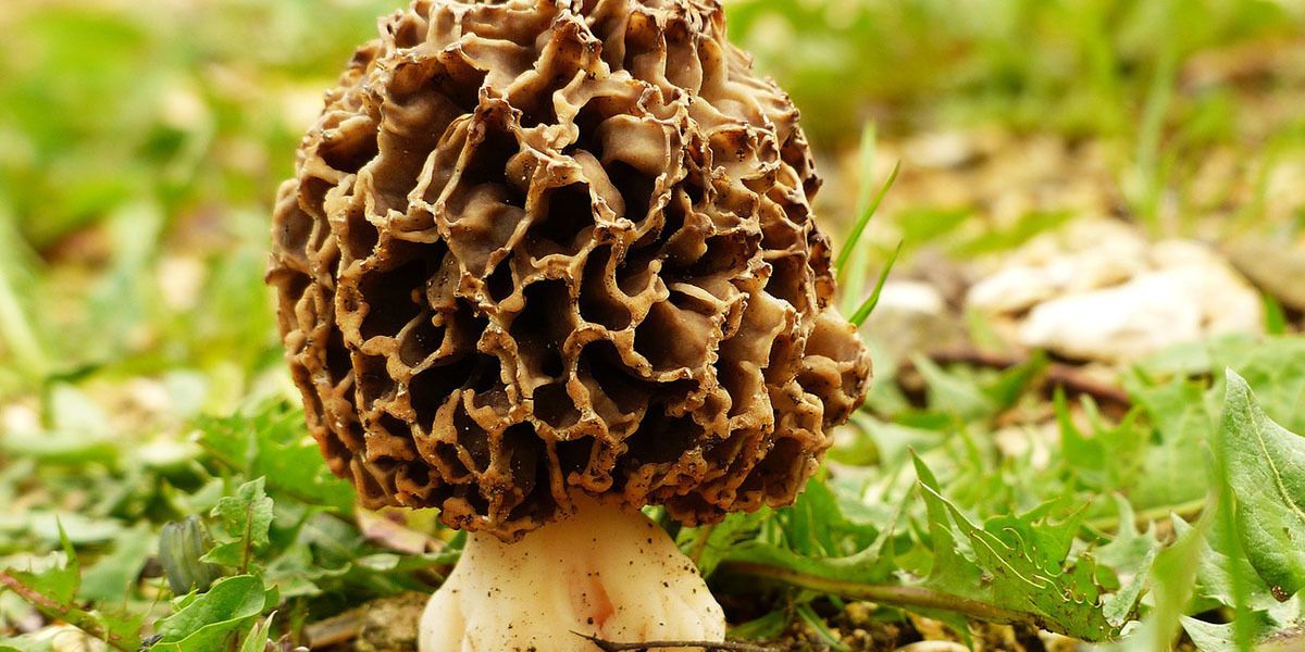 Morels are some of the most sought after wild mushrooms.