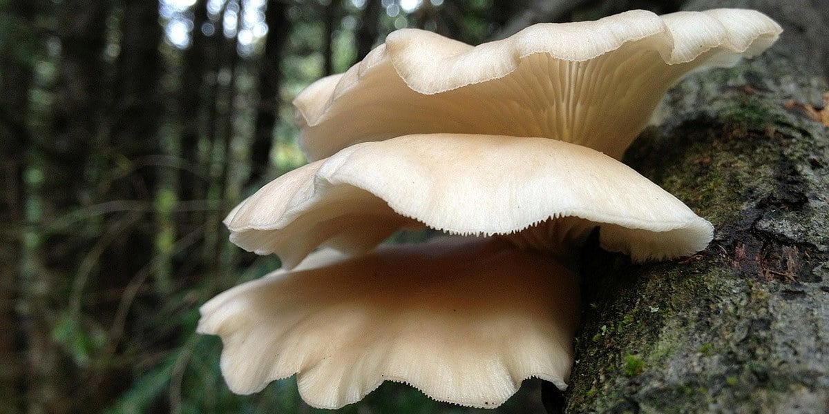 wild oyster mushrooms identification