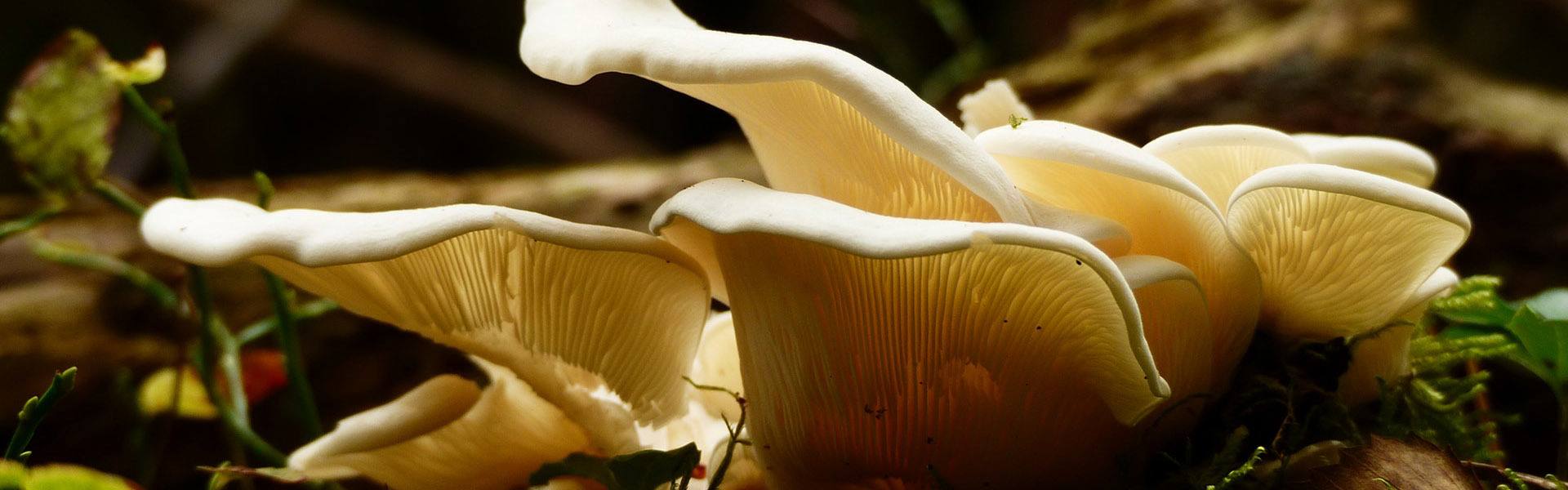 Oyster Mushrooms 101 A Complete Guide To Oyster Mushrooms Header