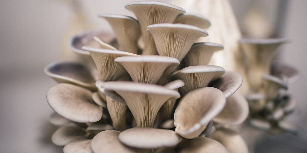 (Pleurotus ostreatus)