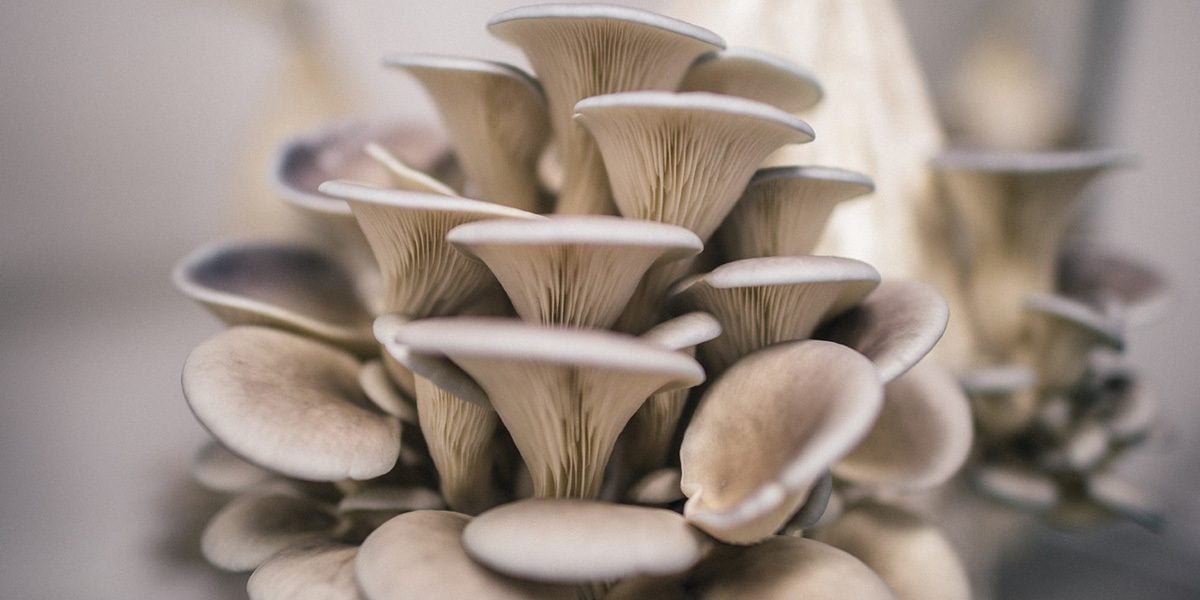 (Pleurotus ostreatus) 