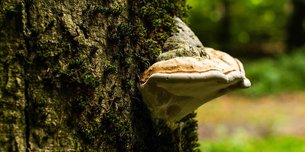 Parasitaire paddenstoelen