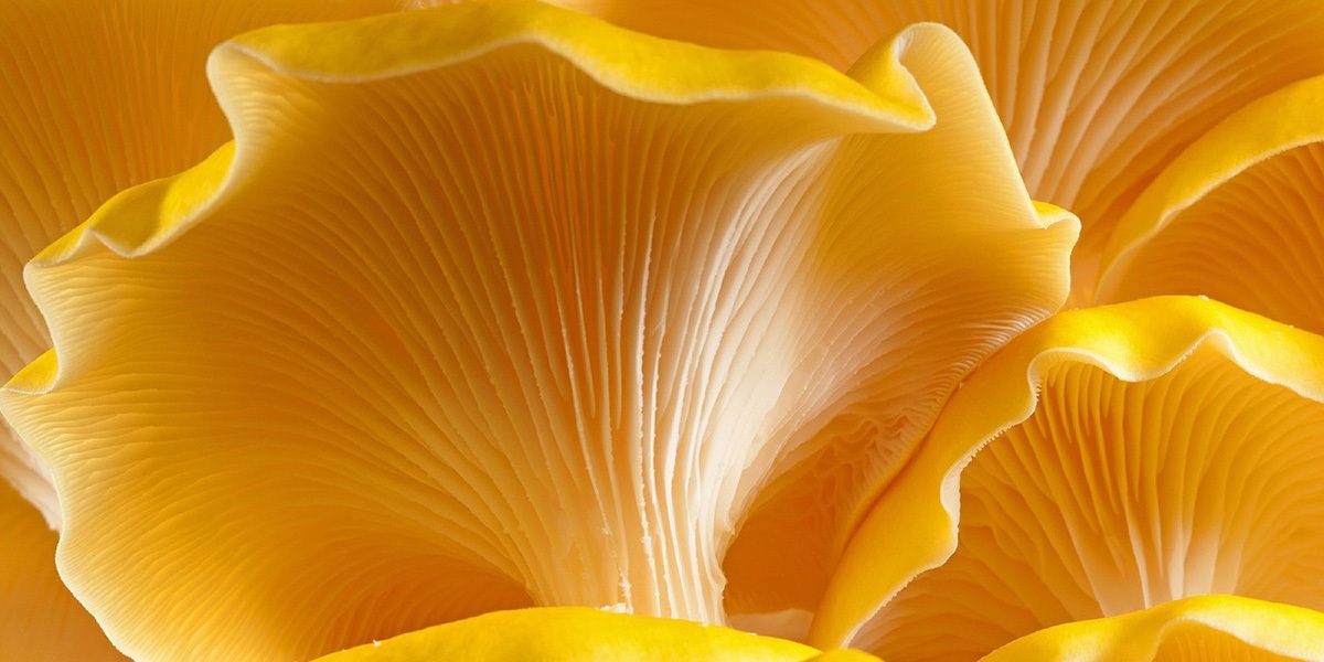 Yellow Oyster Mushroom Training