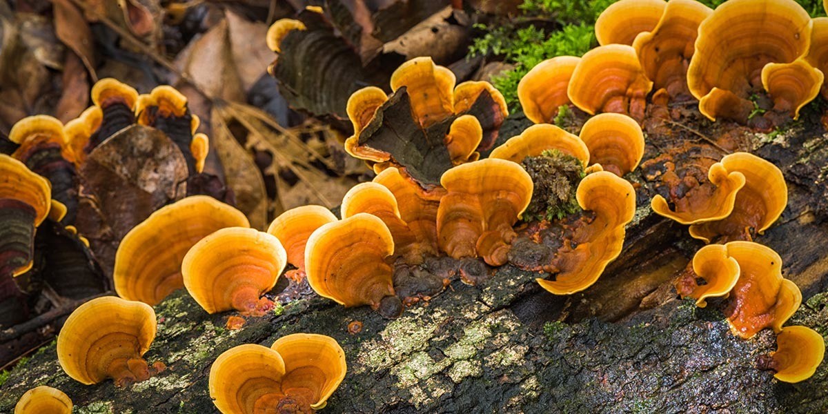 The Science Behind Reishi Mushrooms
