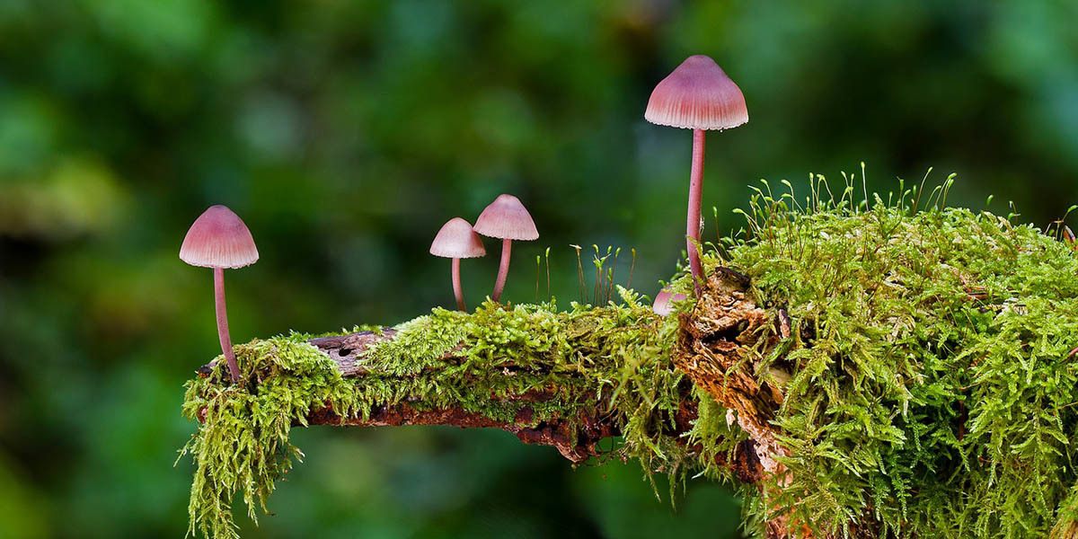 Champignons saprotrophes