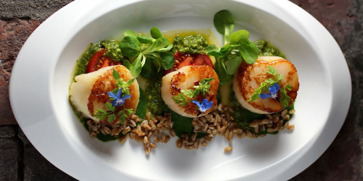 Scallop, Farro, Microgreens, Lemon Basil Sauce