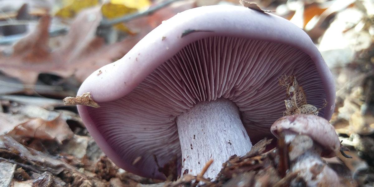 Wood Blewit Mushrooms