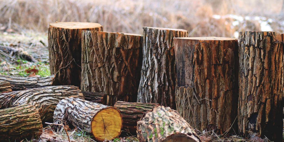 Trucioli di legno