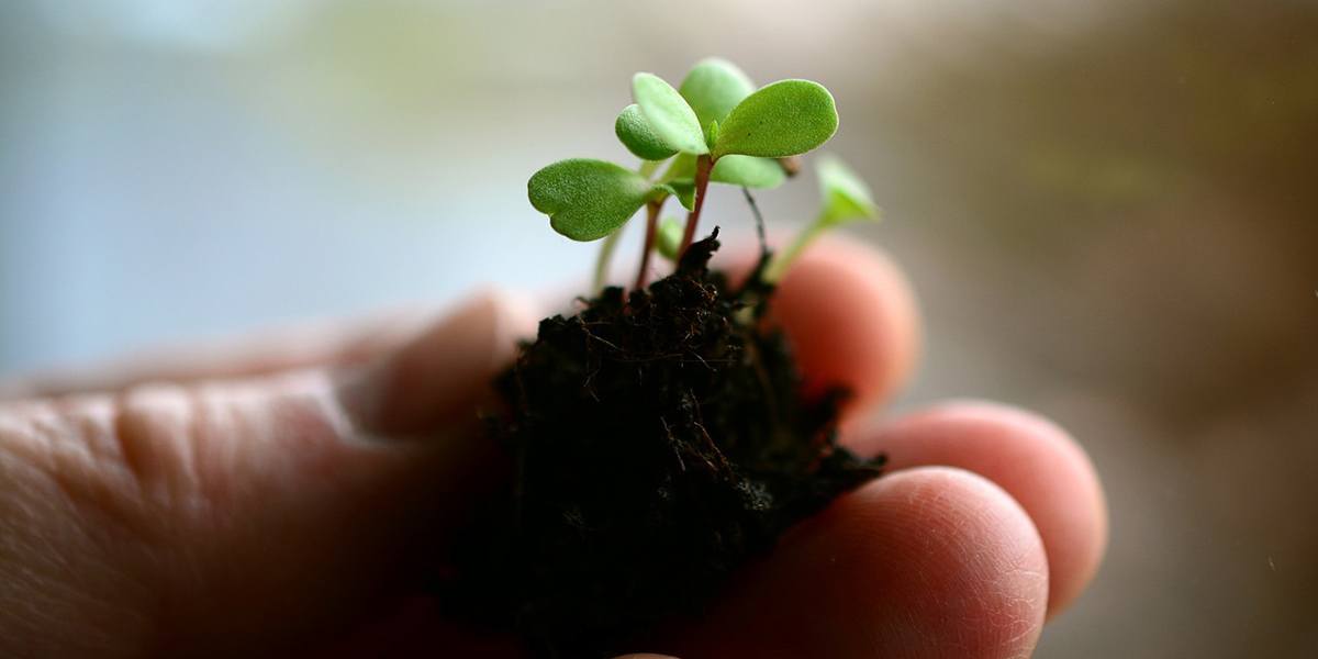 microgreen growing