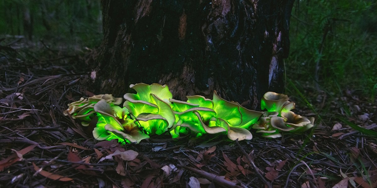 Ghost Fungus