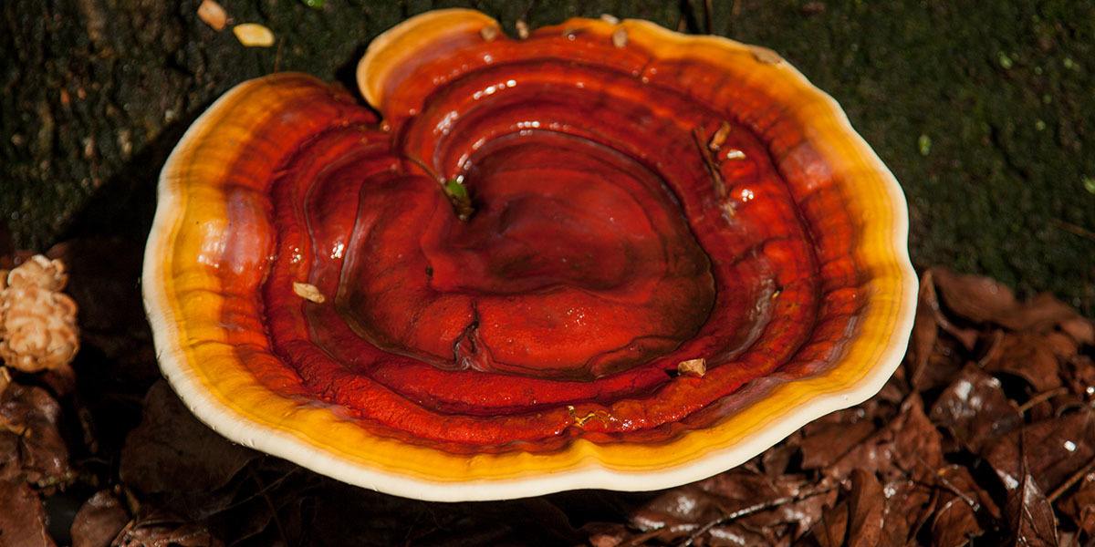 the long dark reishi mushroom