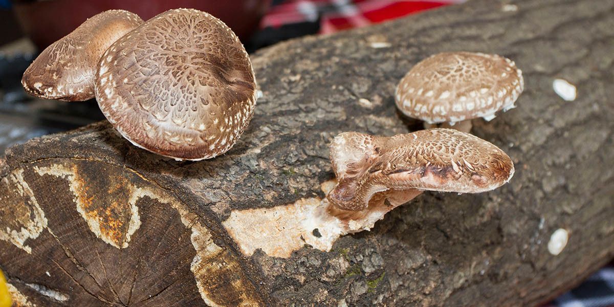 shiitake logs