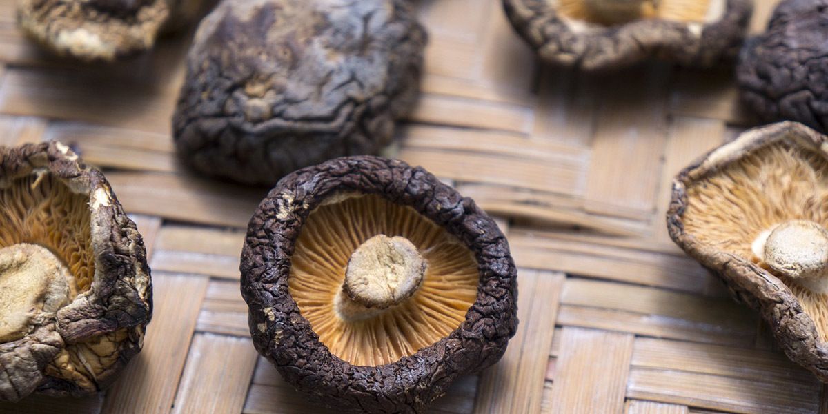 Kosten van het Kweken Van Shiitake Champignons