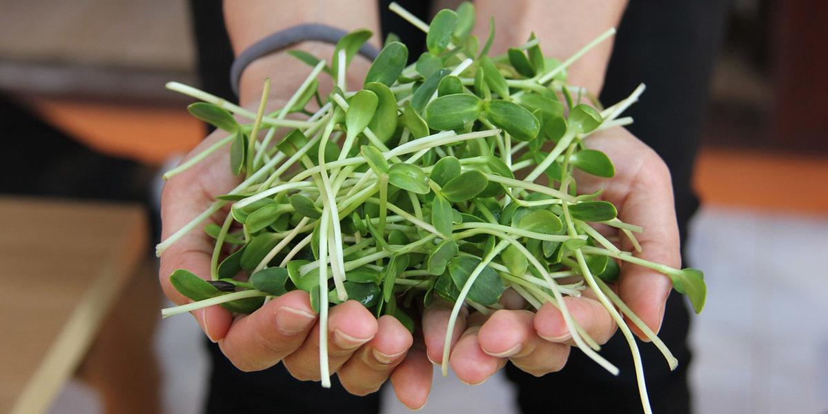 sunflower microgreens