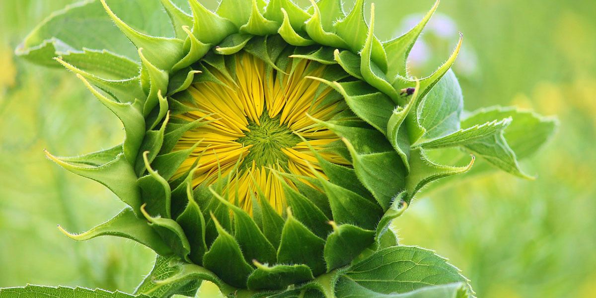 sunflower growing