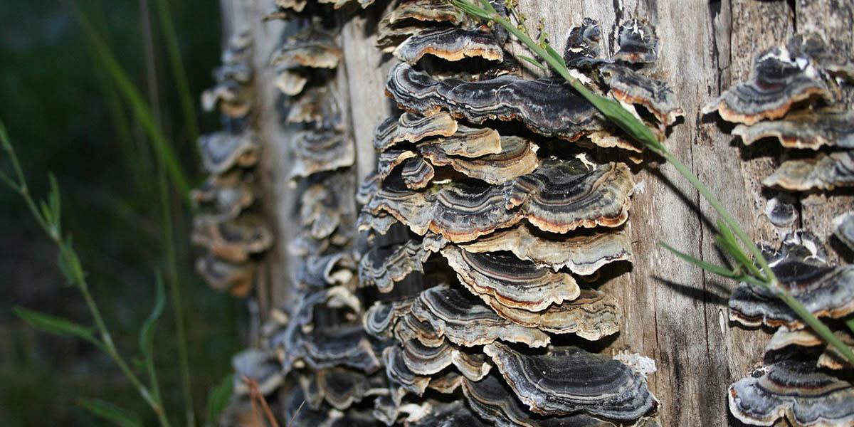 funghi coda di tacchino selvatici