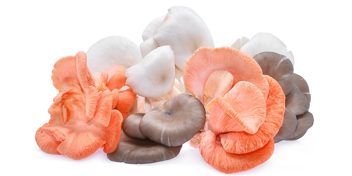types of Oysters mushrooms