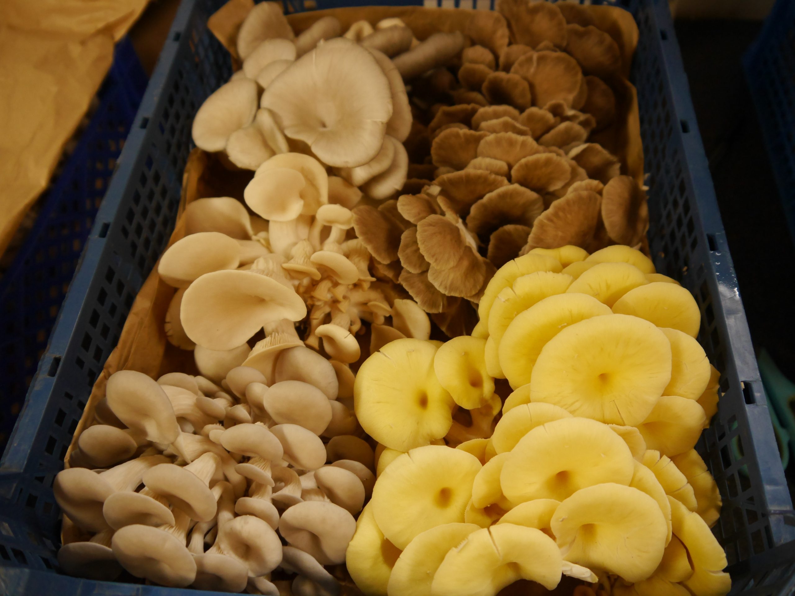 A Complete Guide To Oyster Mushrooms - GroCycle