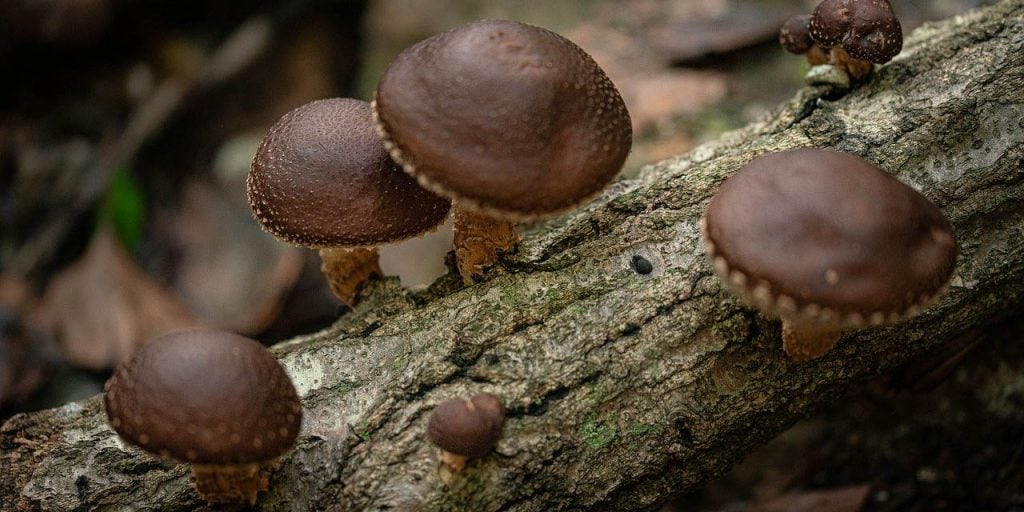 Shiitake Mushrooms