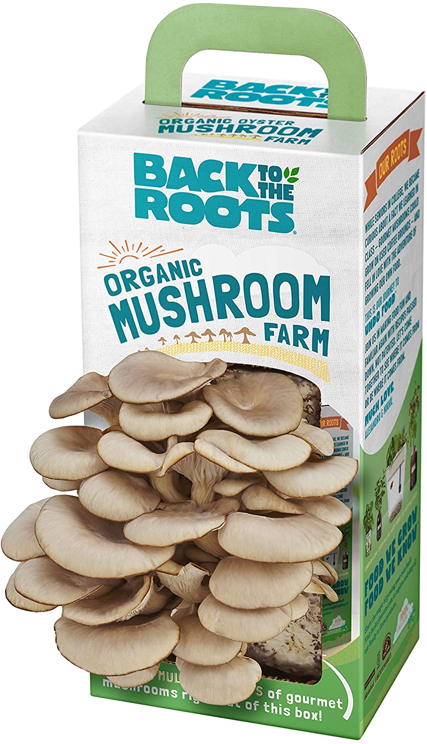 How To Grow Mushrooms: The Ultimate Guide - GroCycle