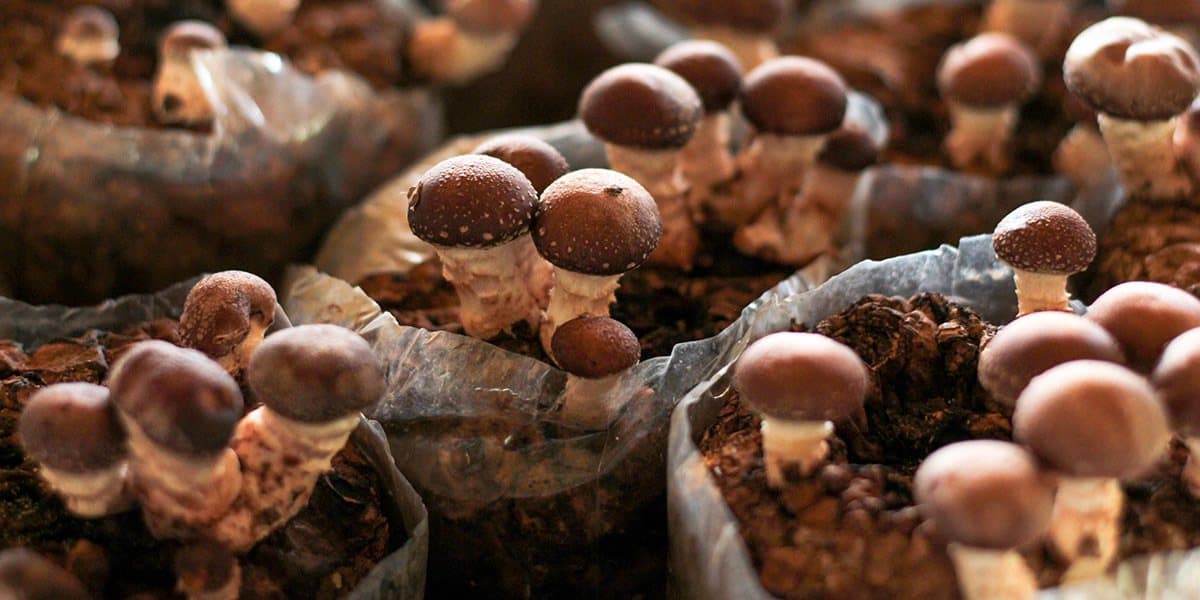 5 Easy Ways To Get The Most Out Of Shiitake Mushrooms - Honeymoon Farm