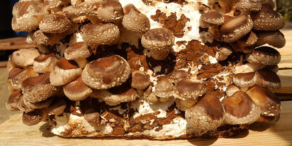 Shiitake Mushrooms, Fresh Minnesota Mushrooms