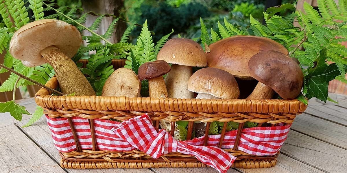 How To Store Mushrooms At Home