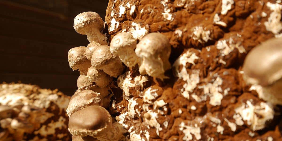 Shiitake Mushroom Production: Fruiting, Harvesting, and Storage