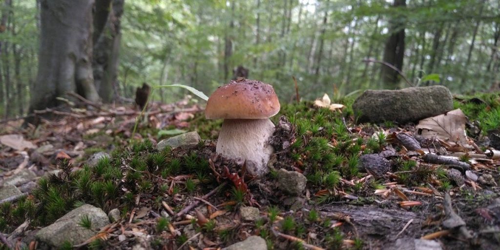wild mushrooms