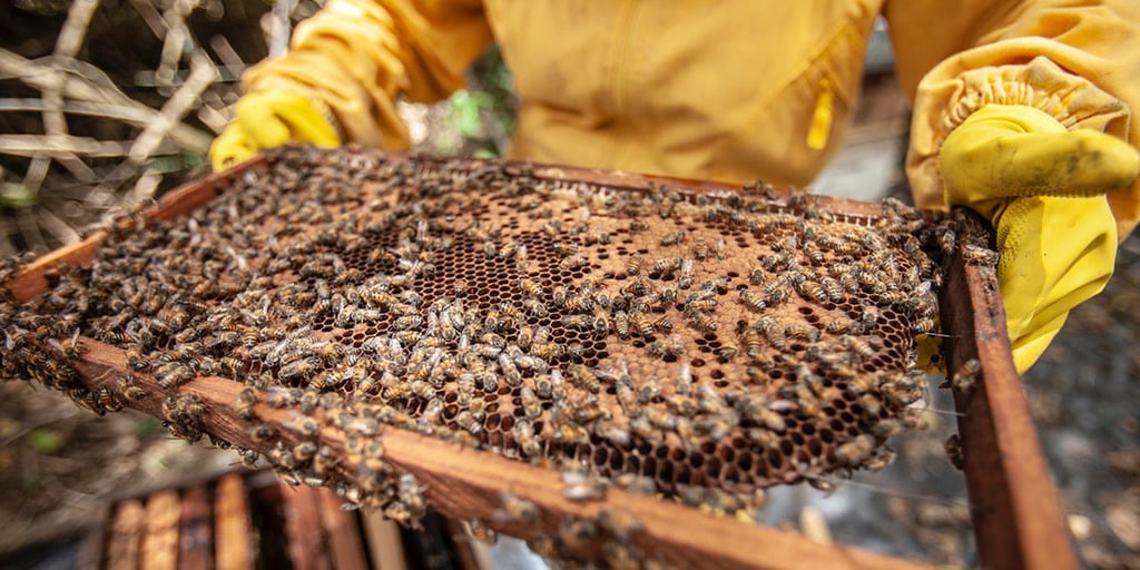 Beekeeping in agroforestry system