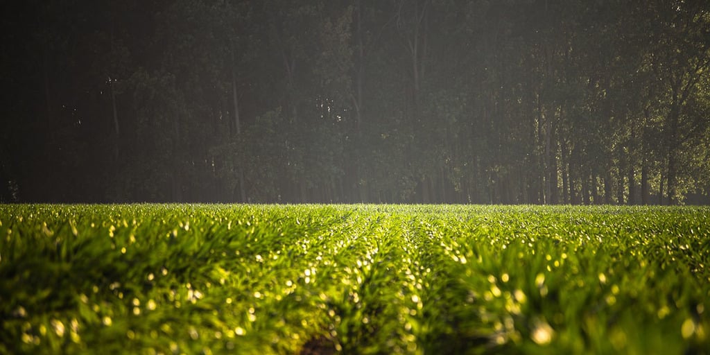 strategically placing shrubs or trees as a barrier against wind