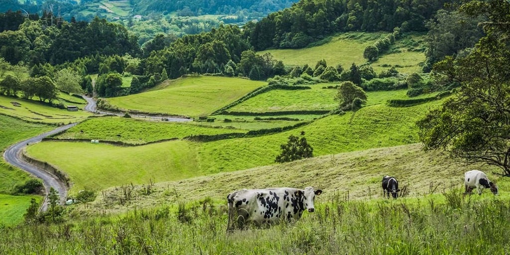 Agroforestry farmers lands