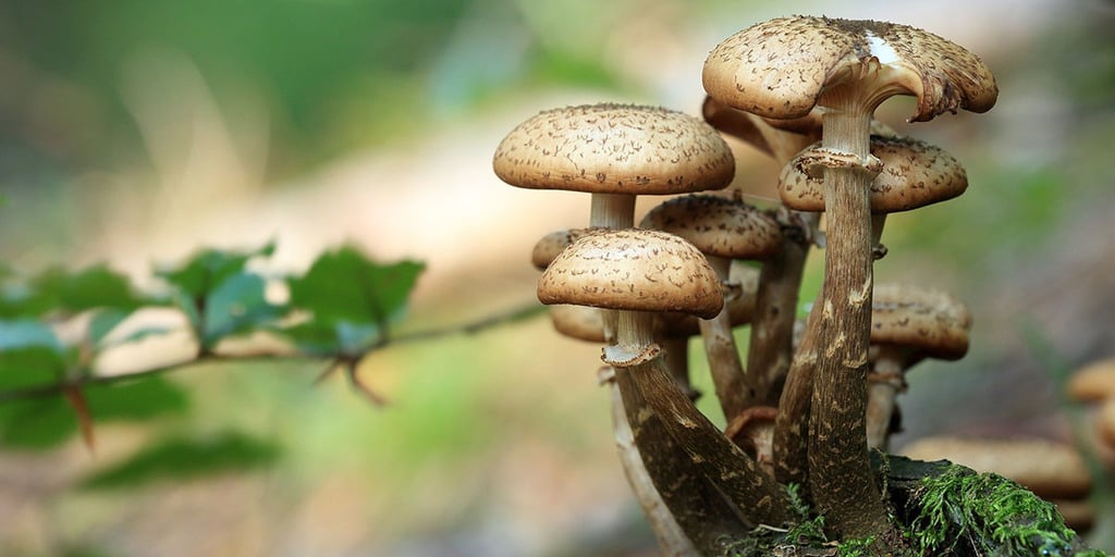 Mushroom Production