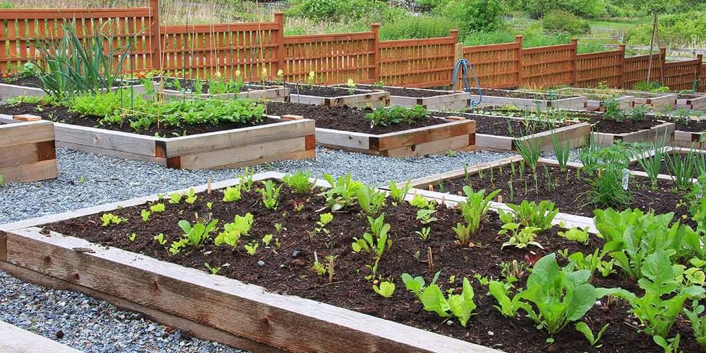 Backyard Gardens