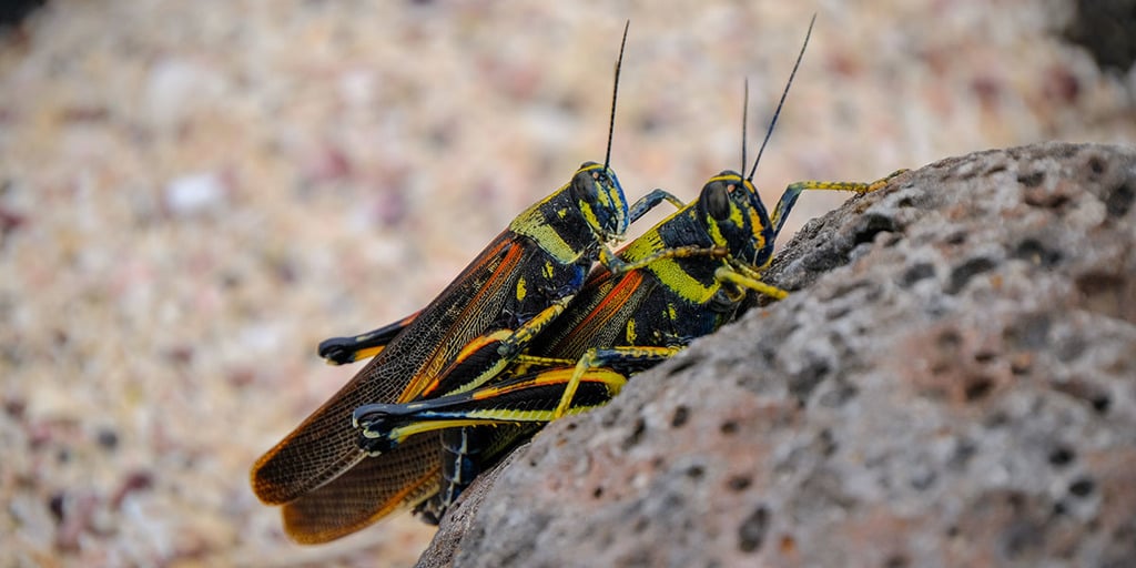 Începând prima ta fermă de insecte - Cum să crești greieri