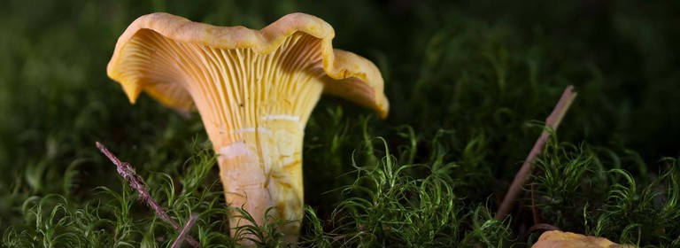 Complete Guide To Chanterelle Mushrooms