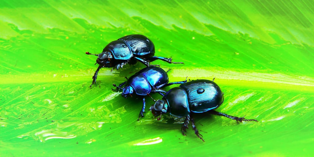 Beetole della cocciniglia