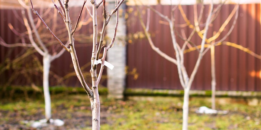 Permaculture Orchard