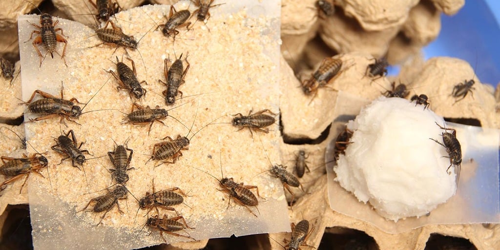 How Farmers Make Red Dye From Bugs