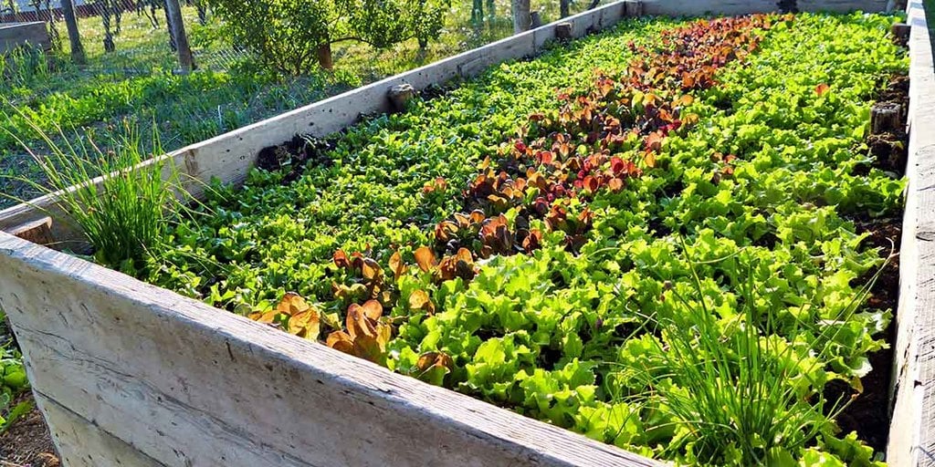 Vous aussi, découvrez le potager permaculture - Comment démarrer un