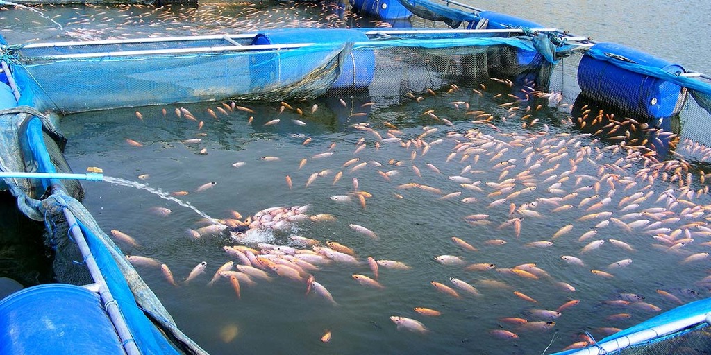 Ecological Aquaculture 