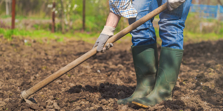 How To Create A Permaculture Food Forest, Forest Garden or Forest Farm ...