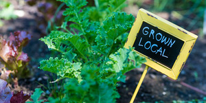 Urban Farming Ultimate Guide and Examples | GroCycle