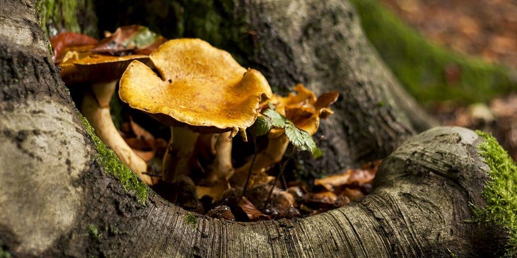 How To Grow Chanterelle Mushrooms