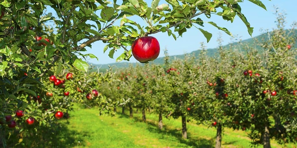 What Is A Permaculture Orchard