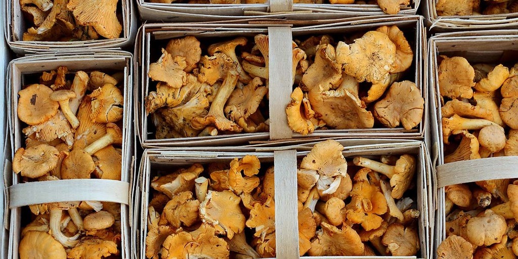 How To Forage For Chanterelle Mushrooms and Harvest Them