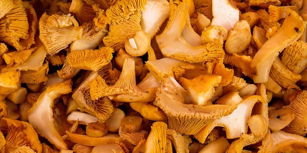 How To Identify Chanterelle Mushroom