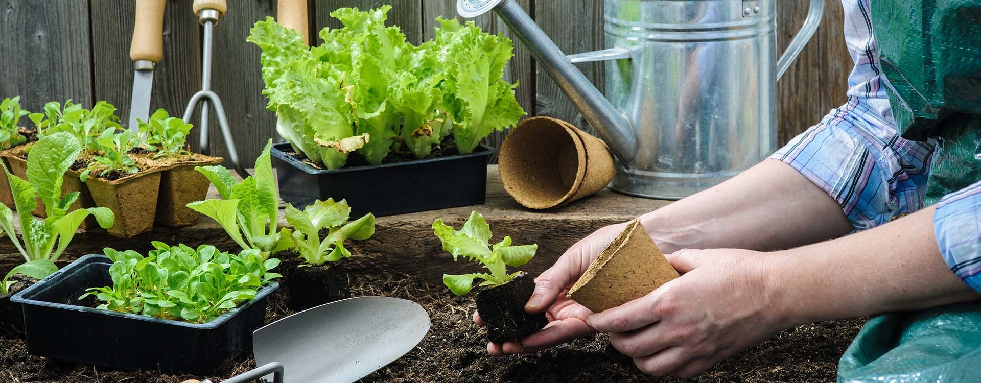 A 5-Step Guide to Growing a Home Vegetable Garden